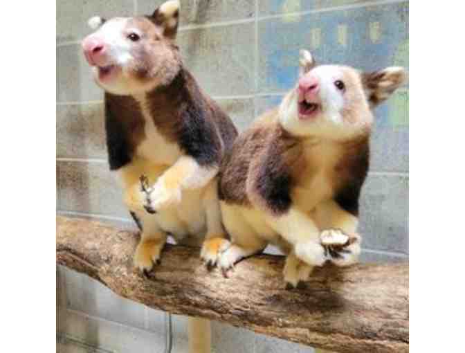 A Behind the Scenes VIP Tree Kangaroo Encounter - Photo 2