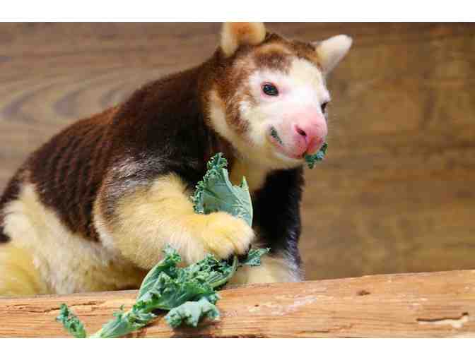 A Behind the Scenes VIP Tree Kangaroo Encounter - Photo 3