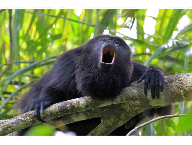 A Behind the Scenes VIP Tour of the Faces of the Rainforest Exhibit - Photo 2
