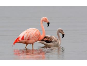 Signed Original Photograph Print by Eduardo del Solar - Flamingo Pair