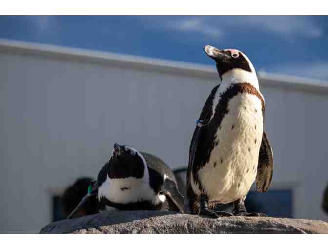 2 Tickets to Mystic Aquarium - Photo 4