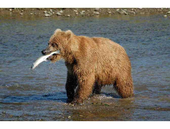 Alaska's Majestic Frontier, Alaska&gt;Cruise for two for seven nights Veranda Stateroom+tax+t - Photo 7