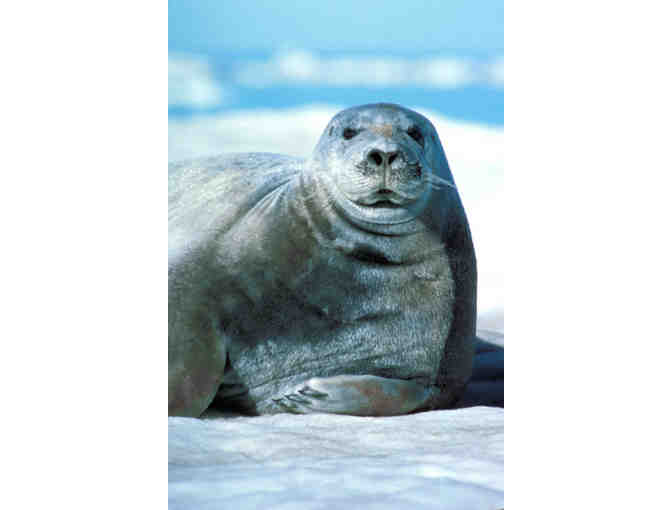 Alaska's Majestic Frontier, Alaska&gt;Cruise for two for seven nights Veranda Stateroom+tax+t - Photo 8