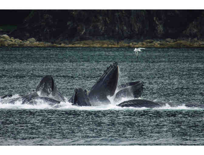 Alaska's Majestic Frontier, Alaska&gt;Cruise for two for seven nights Veranda Stateroom+tax+t - Photo 10