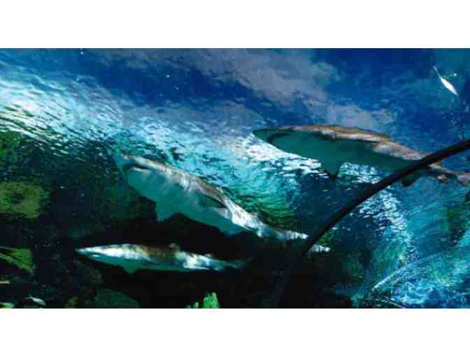 Ripley's Aquarium of the Smokies - Gatlinburg, TN