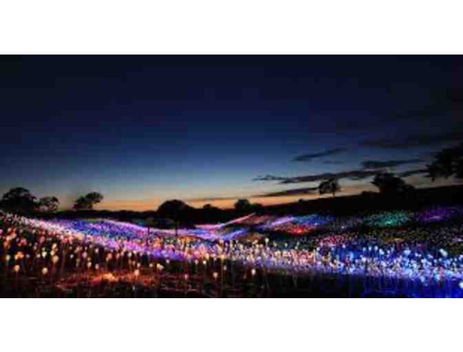 Bruce Munro: Light at Sensorio - Paso Robles, CA