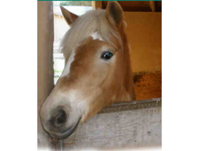 Webb Ranch - 4 Person Trail Ride