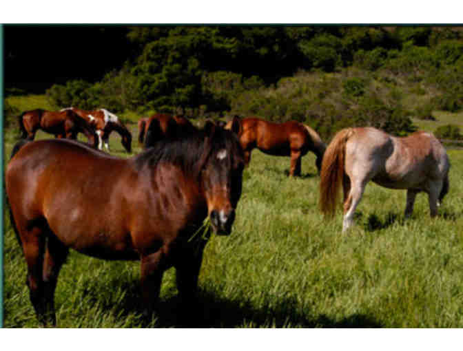 Webb Ranch - 4 Person Trail Ride
