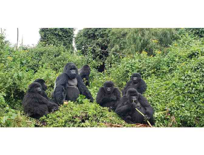 Trekking Gorillas in the Mist: Rwanda! Trip for TWO!