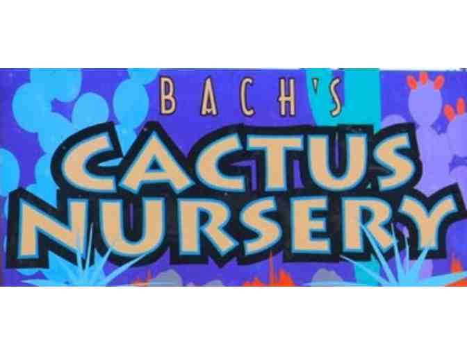 $50 Gift certificate to Bach's Cactus Nursery - Photo 1