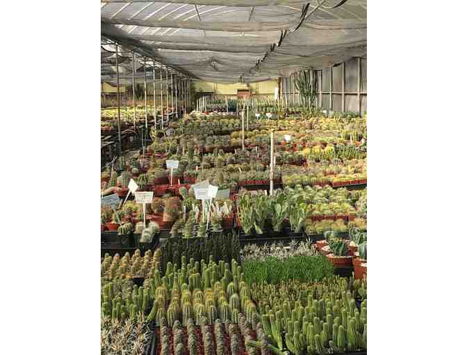 $50 Gift certificate to Bach's Cactus Nursery - Photo 3