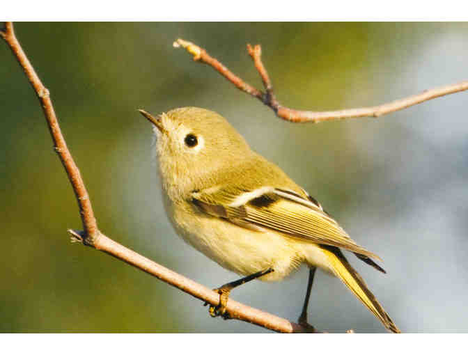 Ruby-crowned Kinglet Photograph by Heather Wolf