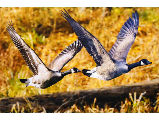 Canada Geese in Flight - Photograph by Roger Pare