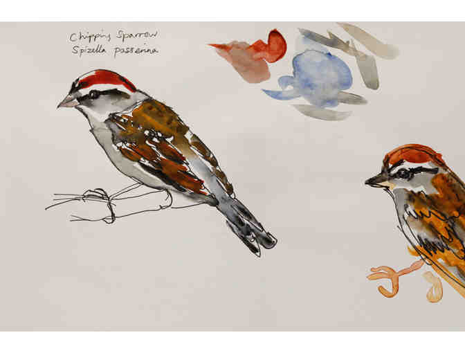 Chipping Sparrow Watercolor Sketch by Angela Brew