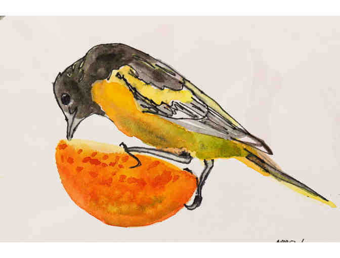 Baltimore Oriole Watercolor Sketch by Angela Brew