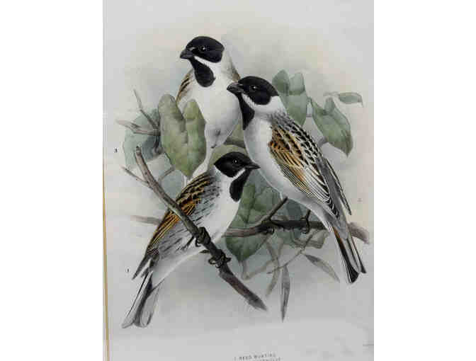 Hand colored original print from A History of the Birds of Europe 1881 - Bunting - Photo 2