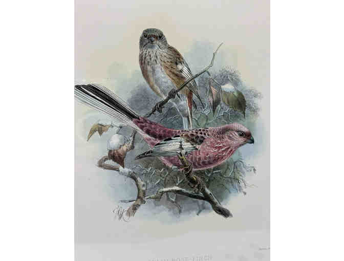 Hand colored original print from A History of the Birds of Europe 1881 - Rose-Finch - Photo 2