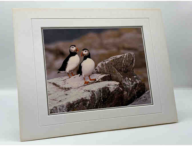 Photograph of Atlantic Puffins by Thomas D. Mangelsen