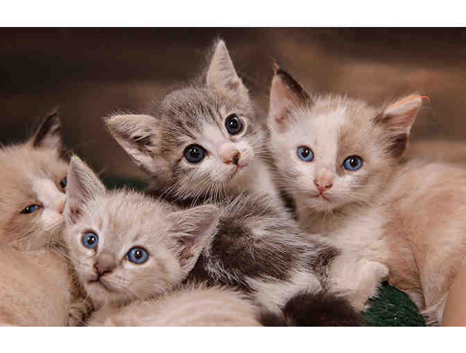 Name a Litter of Kittens!